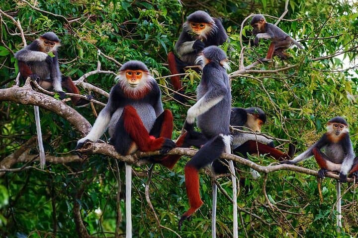 Cuc Phuong National Park: One-Day Small-Group Trek & Primate Rescue Visit photo 2