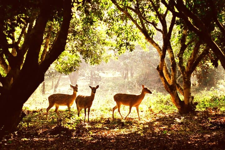 Cuc Phuong National Park: One-Day Small-Group Trek & Primate Rescue Visit