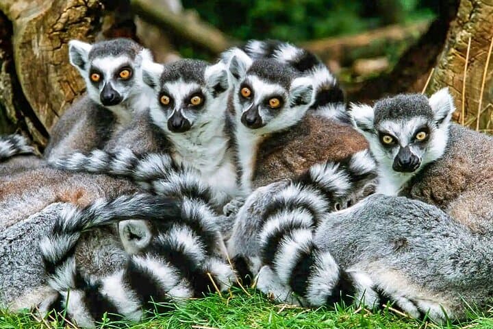 7-Day Madagascar Family Tour: Baobab Avenue & Tsingy de Bemaraha photo 3