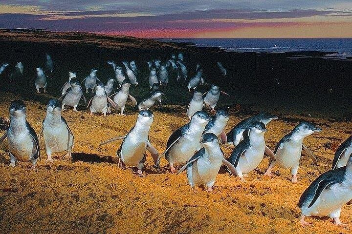 Puffing Billy to Phillip Island: Steam Train Ride and Penguin Parade Day Tour photo 5