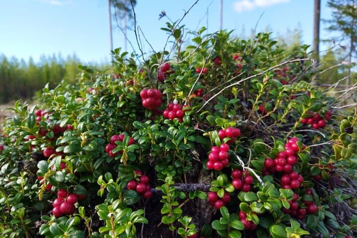 Foraging in Lapland: Berries, Mushrooms & Campfire Soup Near Rovaniemi photo 3