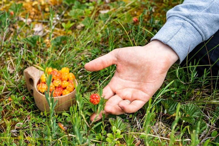 Foraging in Lapland: Berries, Mushrooms & Campfire Soup Near Rovaniemi photo 1