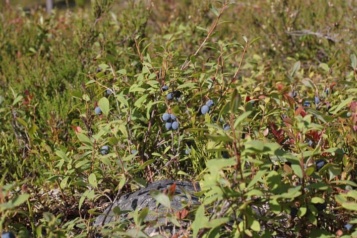 Foraging in Lapland: Berries, Mushrooms & Campfire Soup Near Rovaniemi photo 4