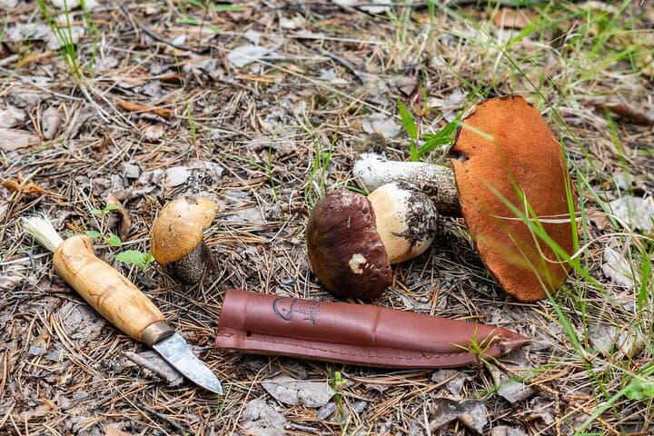 Foraging in Lapland: Berries, Mushrooms & Campfire Soup Near Rovaniemi photo 2