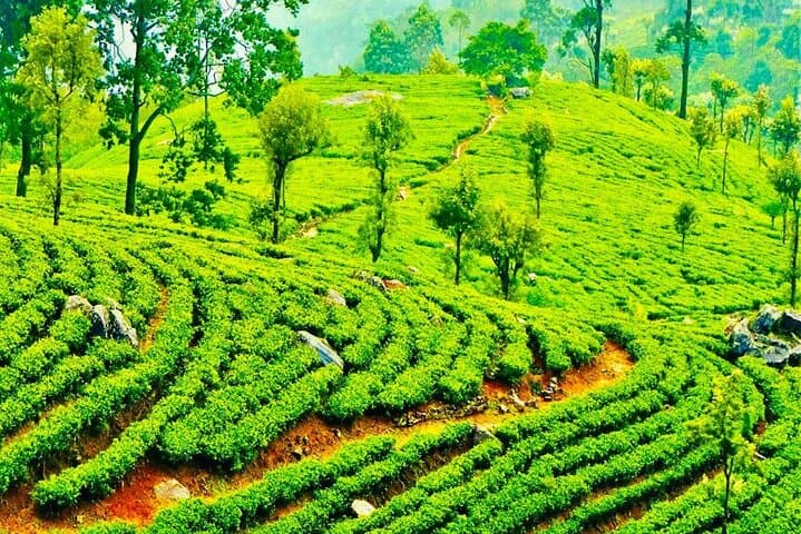 Horton Plains to Nuwara Eliya: Ramboda Falls, Gregory Lake & Damro Tea Factory Day Tour photo 2