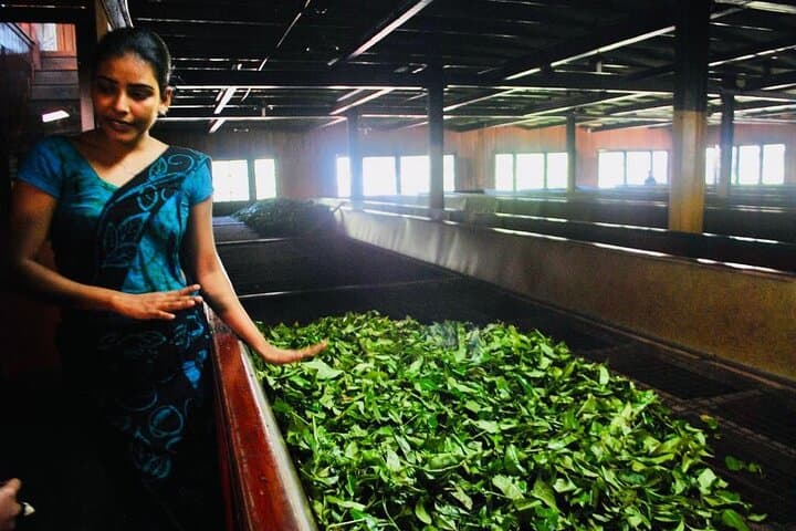 Horton Plains to Nuwara Eliya: Ramboda Falls, Gregory Lake & Damro Tea Factory Day Tour photo 5