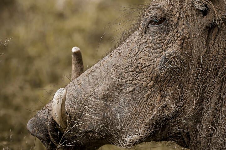 Two-Day Private Mid-Range Lodge Safari: Tarangire & Ngorongoro from Arusha photo 3