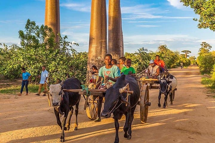 15-Day Madagascar Private Family Tour — Lemurs, Tsingy & Baobabs photo 2