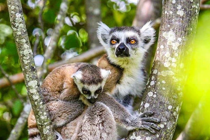 15-Day Madagascar Private Family Tour — Lemurs, Tsingy & Baobabs photo 3