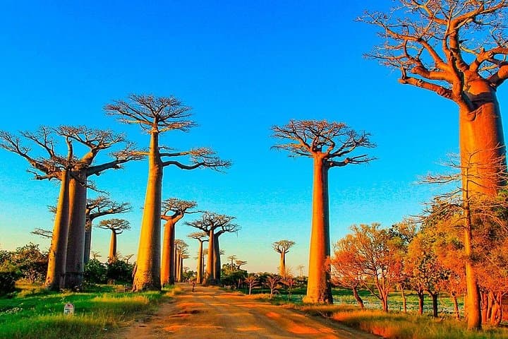 15-Day Madagascar Private Family Tour — Lemurs, Tsingy & Baobabs photo 6