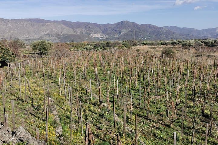 Etna Wine & Randazzo Day Tour from Taormina — Winery Tasting and Medieval Streets photo 2