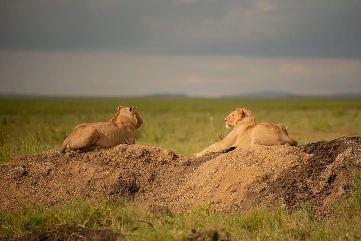 3-Day Private Mid-Range Safari: Serengeti & Ngorongoro Crater photo 2