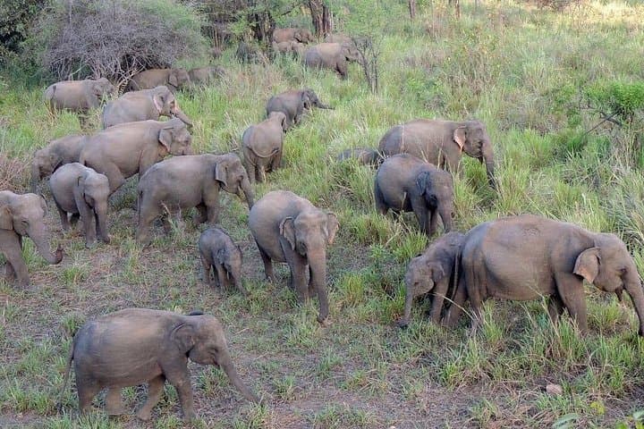Minneriya Jeep Safari & Cultural Shopping Tour from Trincomalee photo 3
