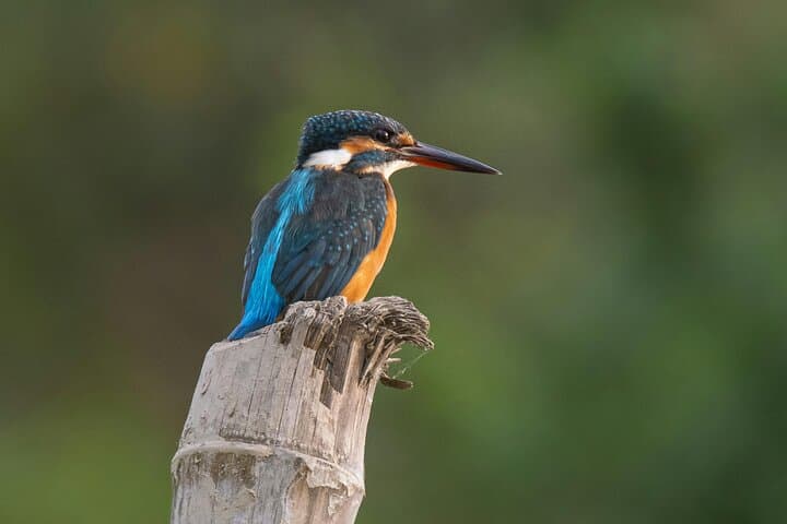 Keurbooms River Ferry Tour to Whiskey Creek — Plettenberg Bay Scenic Boat Excursion photo 6