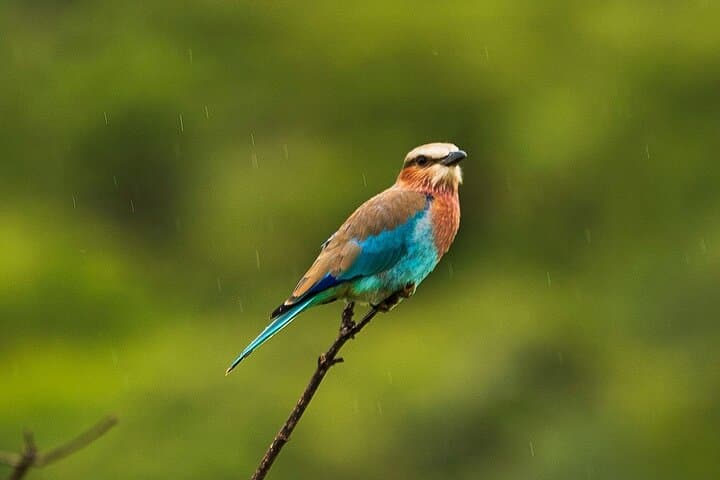 4-Day Private Safari: Tarangire, Serengeti & Ngorongoro photo 3