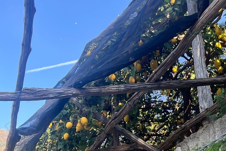 Sentiero dei Limoni: Guided Lemon Path Walk & Tasting from Positano photo 5