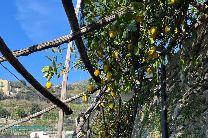 Sentiero dei Limoni: Guided Lemon Path Walk & Tasting from Positano photo 6
