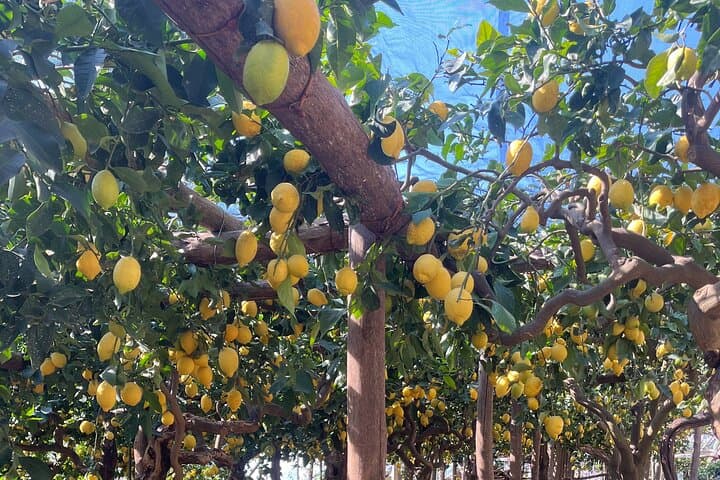 Sentiero dei Limoni: Guided Lemon Path Walk & Tasting from Positano
