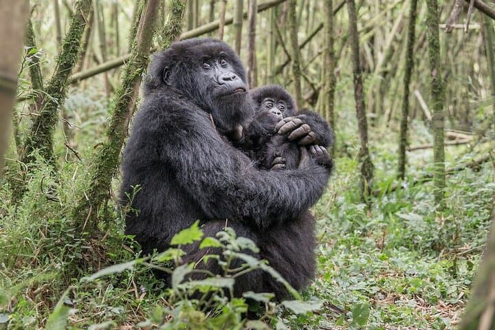 2-Day Gorilla Trekking and Iby'Iwacu Cultural Village from Kigali photo 2