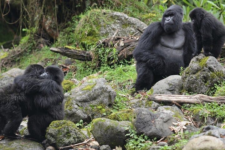 2-Day Gorilla Trekking and Iby'Iwacu Cultural Village from Kigali