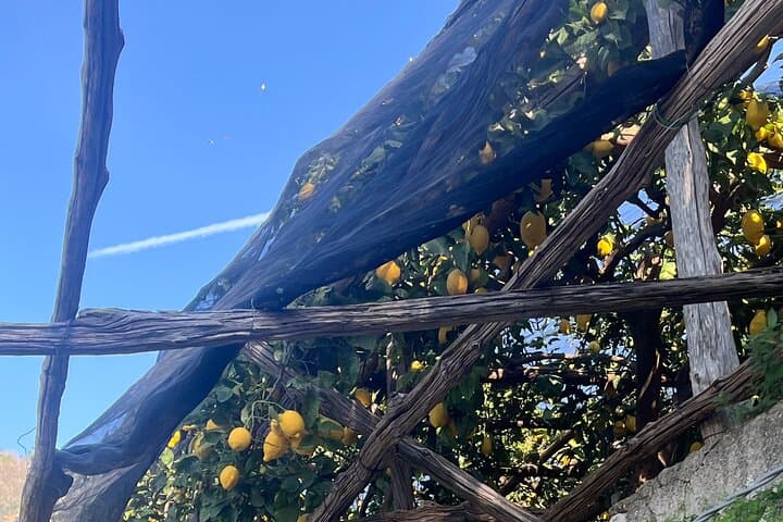 Amalfi Lemon Path: Sentiero dei Limoni Walk with Limoncello Tasting & Transfer photo 5