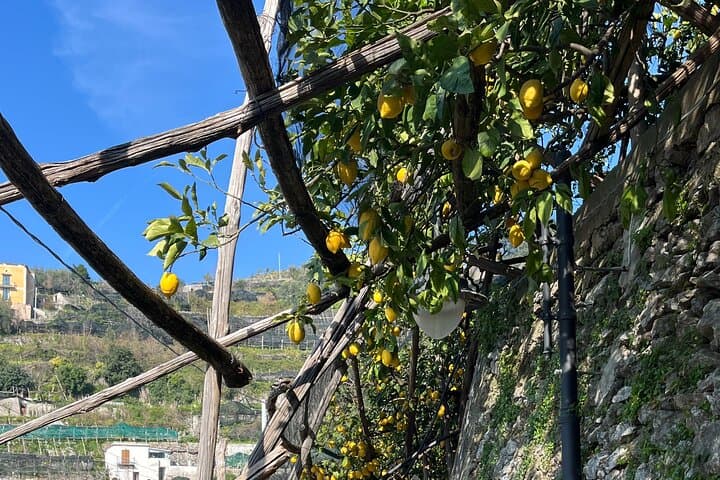 Amalfi Lemon Path: Sentiero dei Limoni Walk with Limoncello Tasting & Transfer photo 6