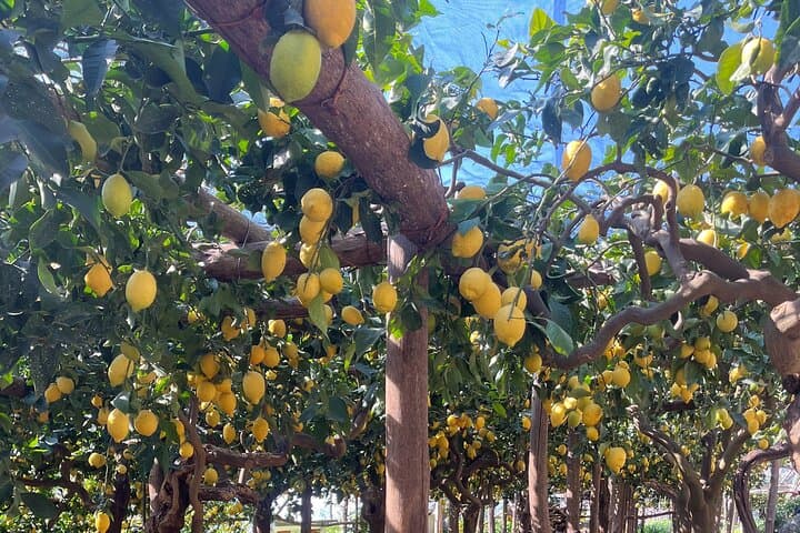 Amalfi Lemon Path: Sentiero dei Limoni Walk with Limoncello Tasting & Transfer
