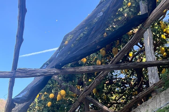 Sentiero dei Limoni: Lemon Path Walk from Minori to Maiori with Tasting photo 5