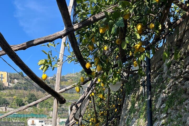 Sentiero dei Limoni: Lemon Path Walk from Minori to Maiori with Tasting photo 6