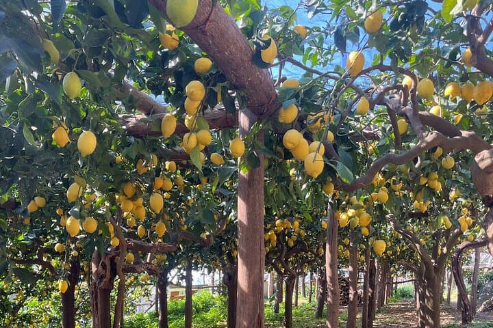 Sentiero dei Limoni: Lemon Path Walk from Minori to Maiori with Tasting