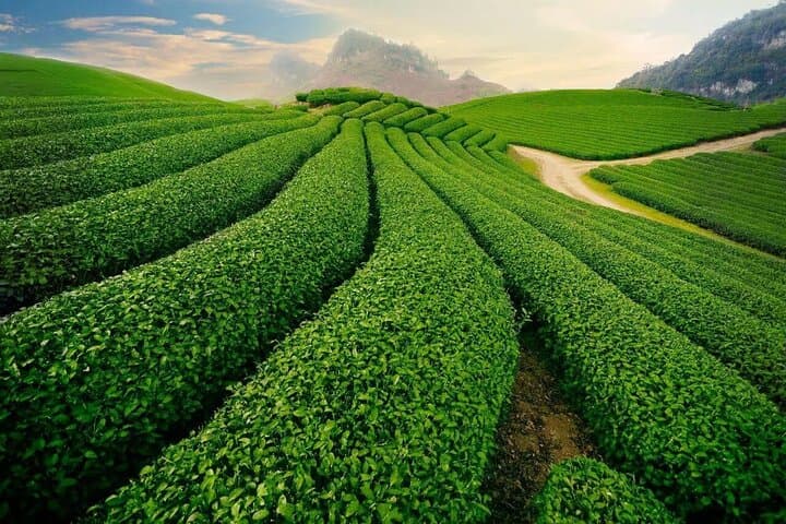 Da Lat Sunrise & Cloud Hunting Tour to Cau Dat Tea Hills photo 5