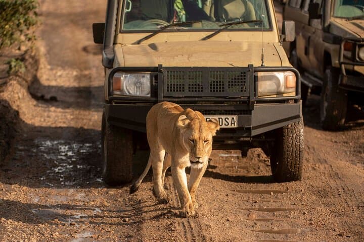 Private Mid-Range Safari: Tarangire, Serengeti & Ngorongoro (5 Days)