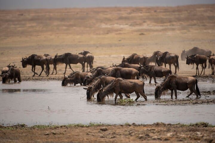 Private Mid-Range Safari: Tarangire, Serengeti & Ngorongoro (5 Days) photo 2