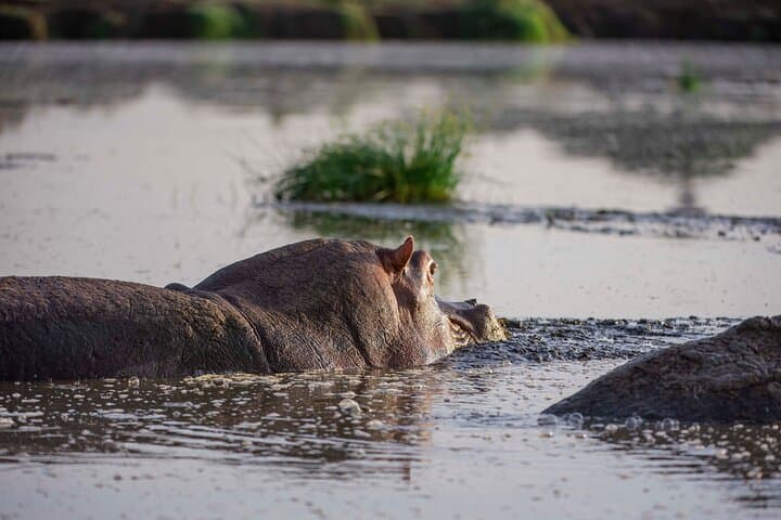 Private Mid-Range Safari: Tarangire, Serengeti & Ngorongoro (5 Days) photo 3