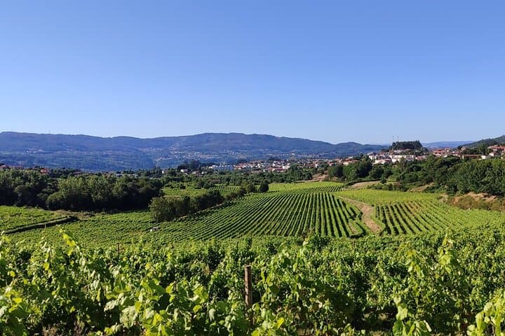Douro Valley Green Wine Tour from Porto — Small-Group Day Trip photo 3