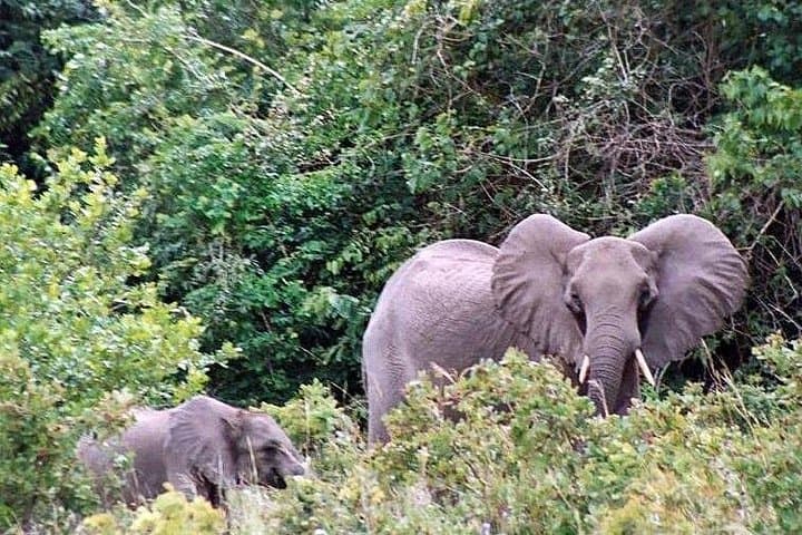 Shimba Hills Day Tour from Mombasa & Diani — Sable Antelope, Sheldrick Falls and Coastal Forest Hike