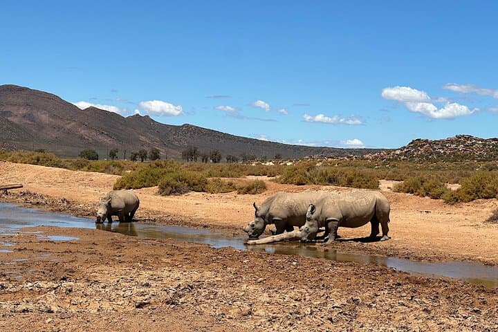 Aquila Game Reserve Safari: Day Trip Wildlife Viewing from Cape Town photo 3