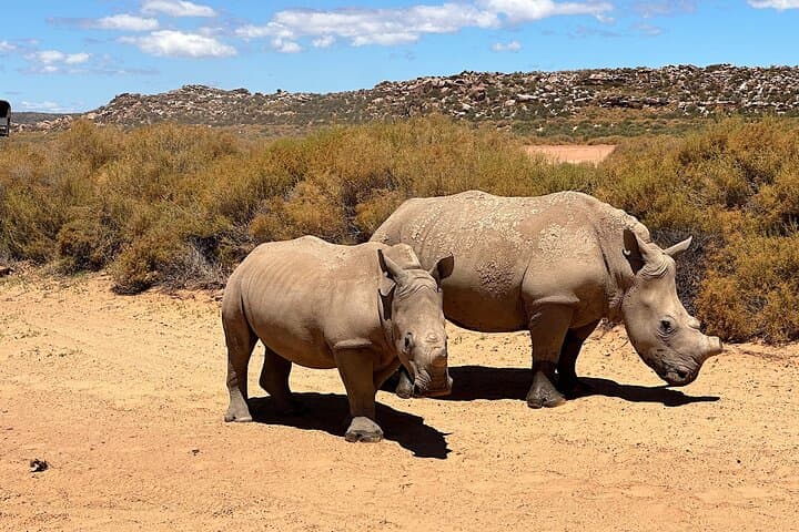 Aquila Game Reserve Safari: Day Trip Wildlife Viewing from Cape Town photo 1