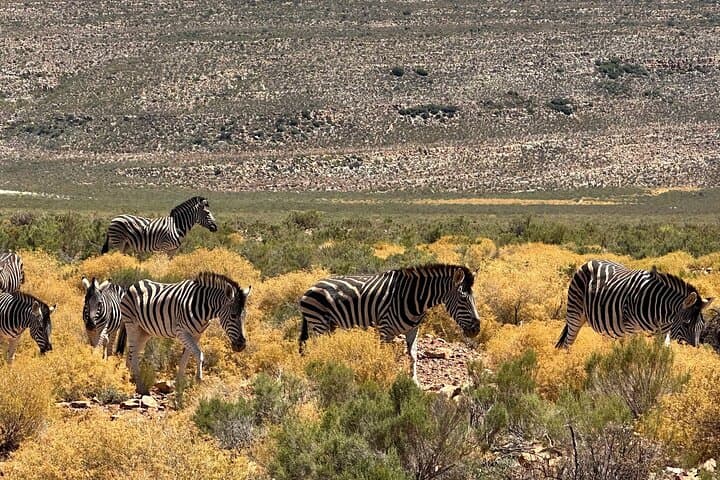 Aquila Game Reserve Safari: Day Trip Wildlife Viewing from Cape Town photo 4
