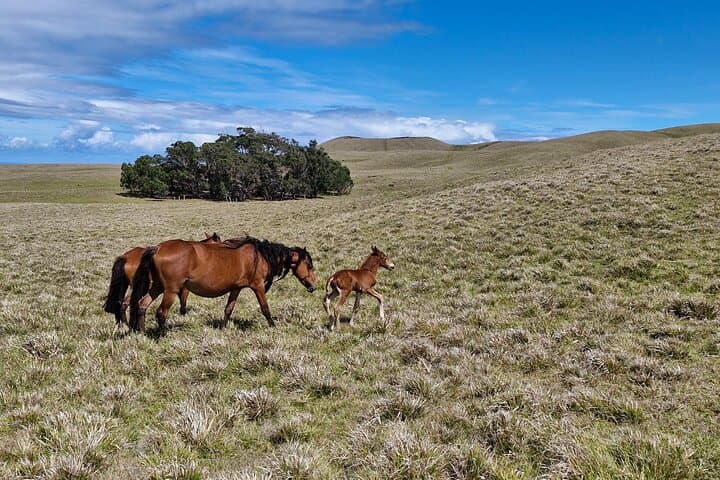 Hike Maunga Terevaka: Summit Rapa Nui for 360° Ocean Views photo 6