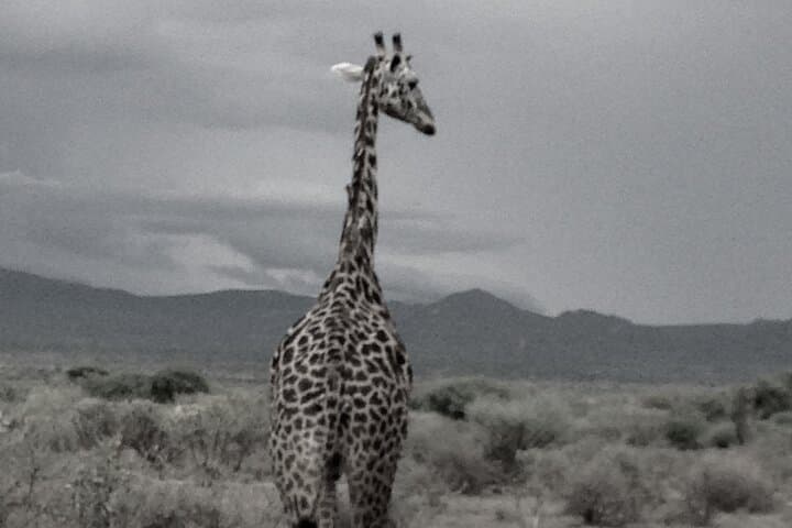 Longido Two-Day Climb and Walking Safari: Maasai Culture, Summit Views & Wildlife photo 6