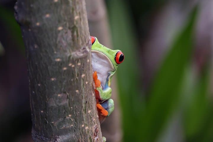 La Fortuna Night Walk: Guided Wildlife Tour in Arenal Rainforest photo 4