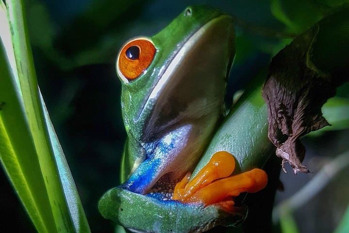 La Fortuna Night Walk: Guided Wildlife Tour in Arenal Rainforest photo 2
