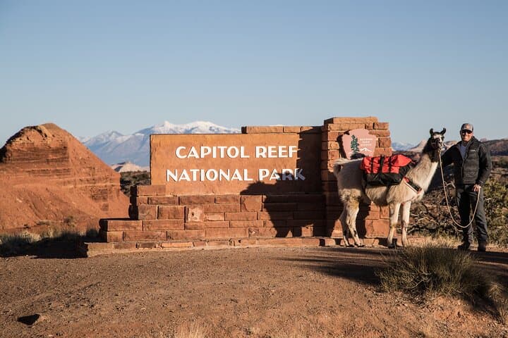 Llama Hike in Capitol Reef: 1-Hour Family Adventure in Torrey, UT