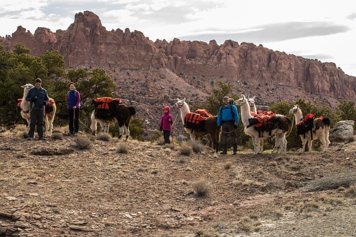 Llama Hike in Capitol Reef: 1-Hour Family Adventure in Torrey, UT photo 4