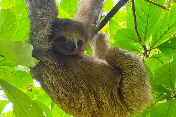 River Safari and Rainforest Sloths: Costa Rica Wildlife Boat Tour from Liberia photo 3