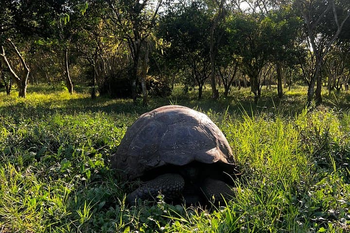 Santa Cruz Lava Tunnels, Giant Turtles & Galapagos Coffee Adventure photo 2