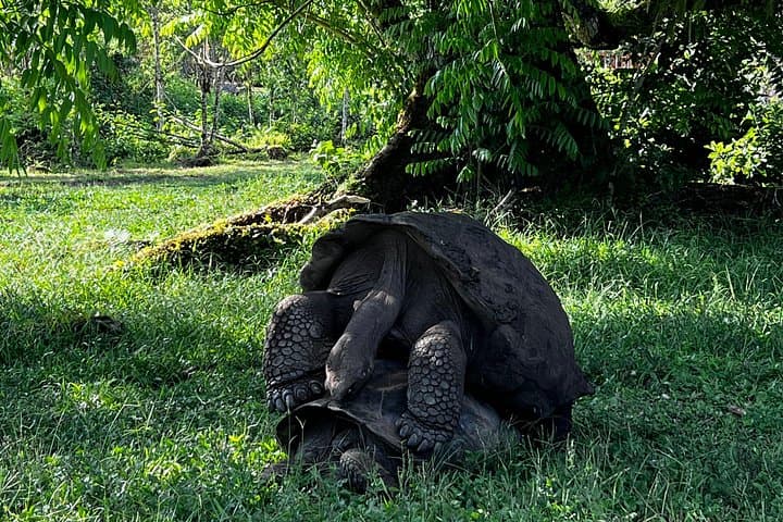 Santa Cruz Lava Tunnels, Giant Turtles & Galapagos Coffee Adventure photo 3