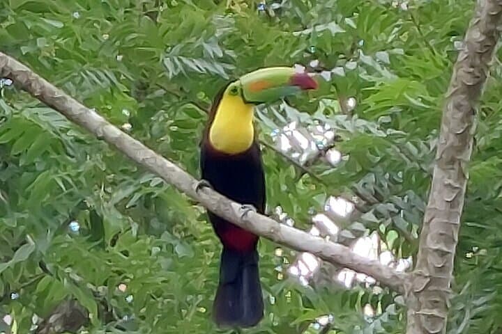 River Safari and Rainforest Sloths: Costa Rica Wildlife Boat Tour from Liberia photo 4
