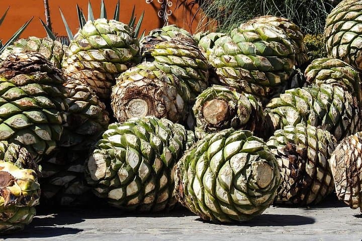Explore Tehuacán-Cuicatlán Biosphere Reserve: Cacti, Salt Pans & Mezcal Tasting photo 5